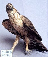 熊鷹藏品圖，第3張